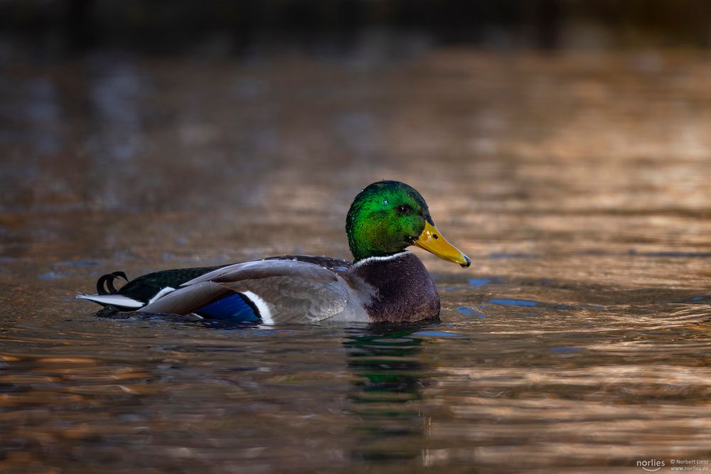 Ente auf dem Wasser