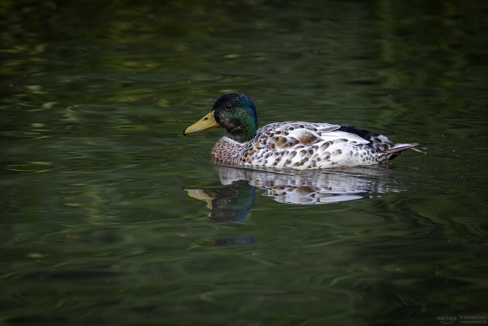 Ente auf dem Wasser