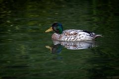 Ente auf dem Wasser