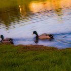 Ente auf dem wasser