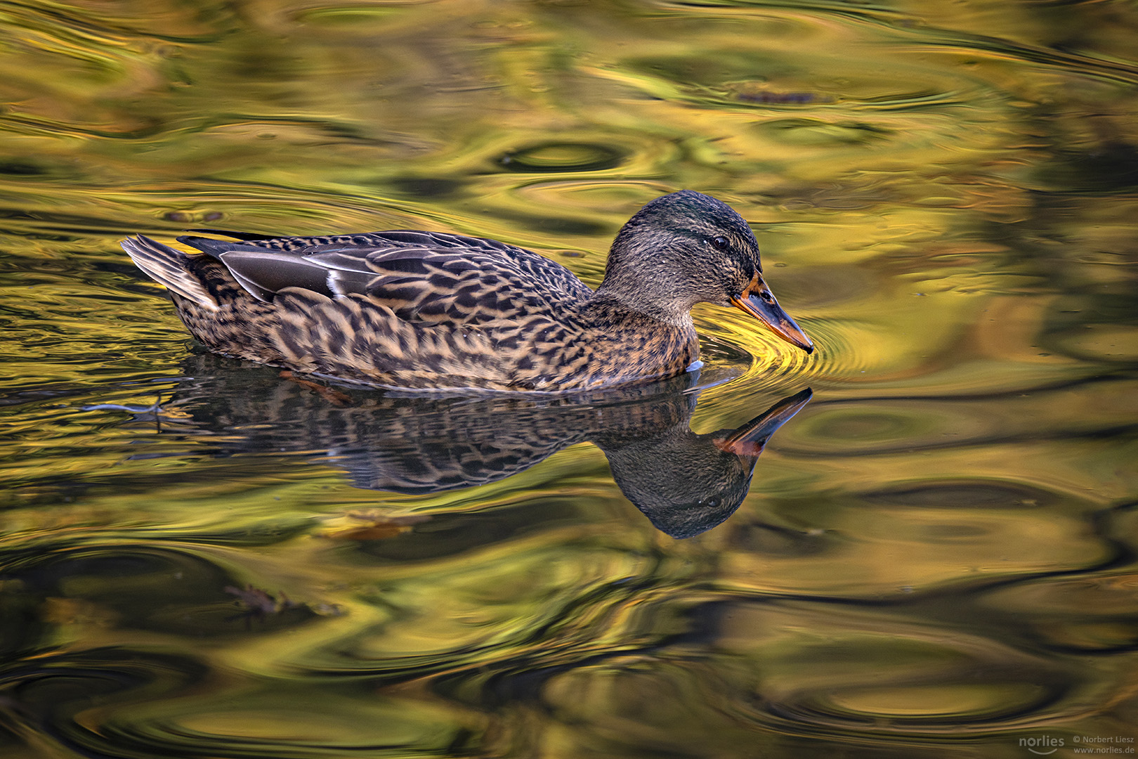 Ente auf dem Wasser