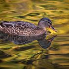 Ente auf dem Wasser