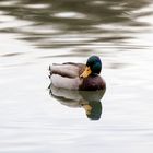 Ente auf dem Wasser