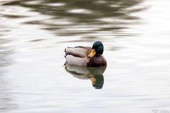 Ente auf dem Wasser