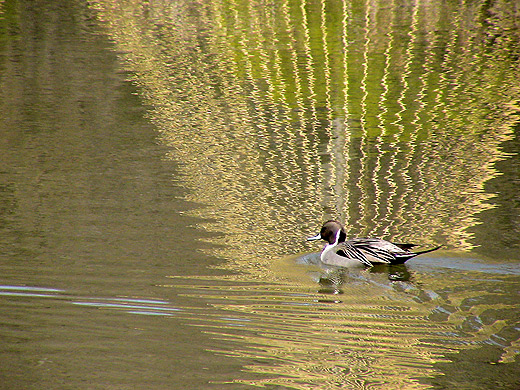 Ente auf dem Wasser