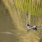 Ente auf dem Wasser