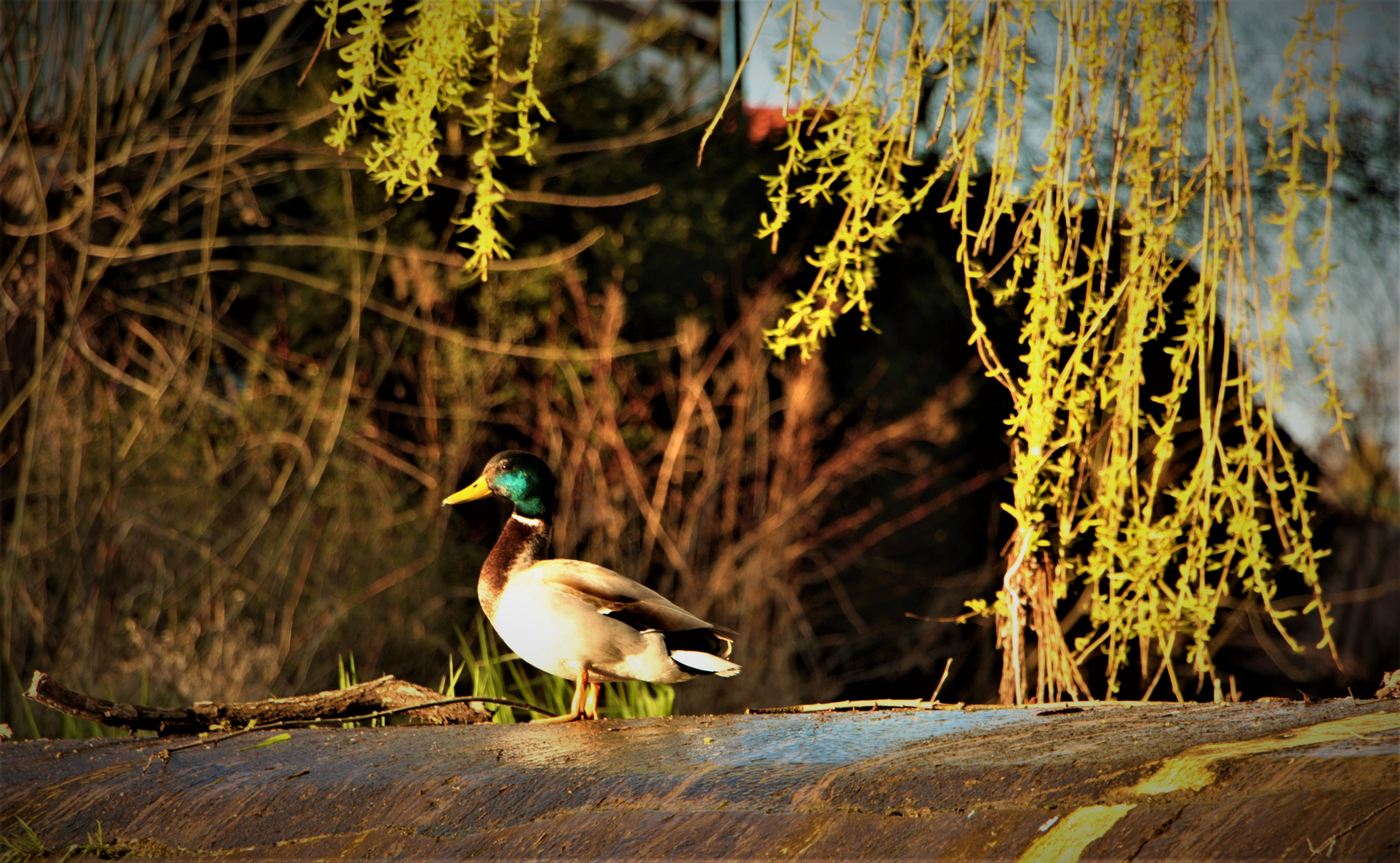 Ente auf dem Wehr