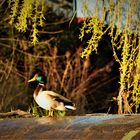 Ente auf dem Wehr