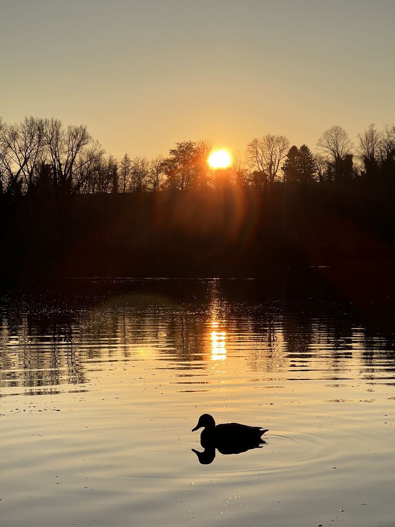 Ente auf dem Weiher