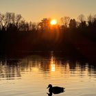 Ente auf dem Weiher