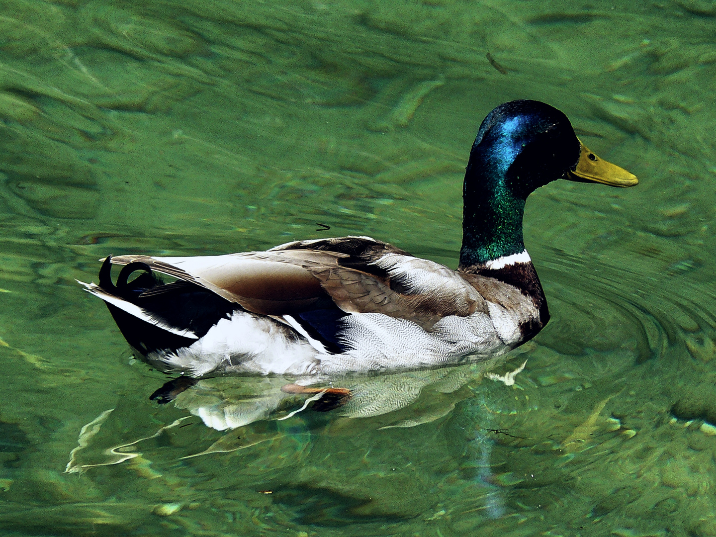 Ente auf dem Wolfgangssee