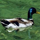 Ente auf dem Wolfgangssee