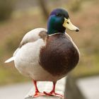 Ente auf dem Zaun