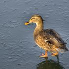 Ente auf dem zugefrorenen Weiher