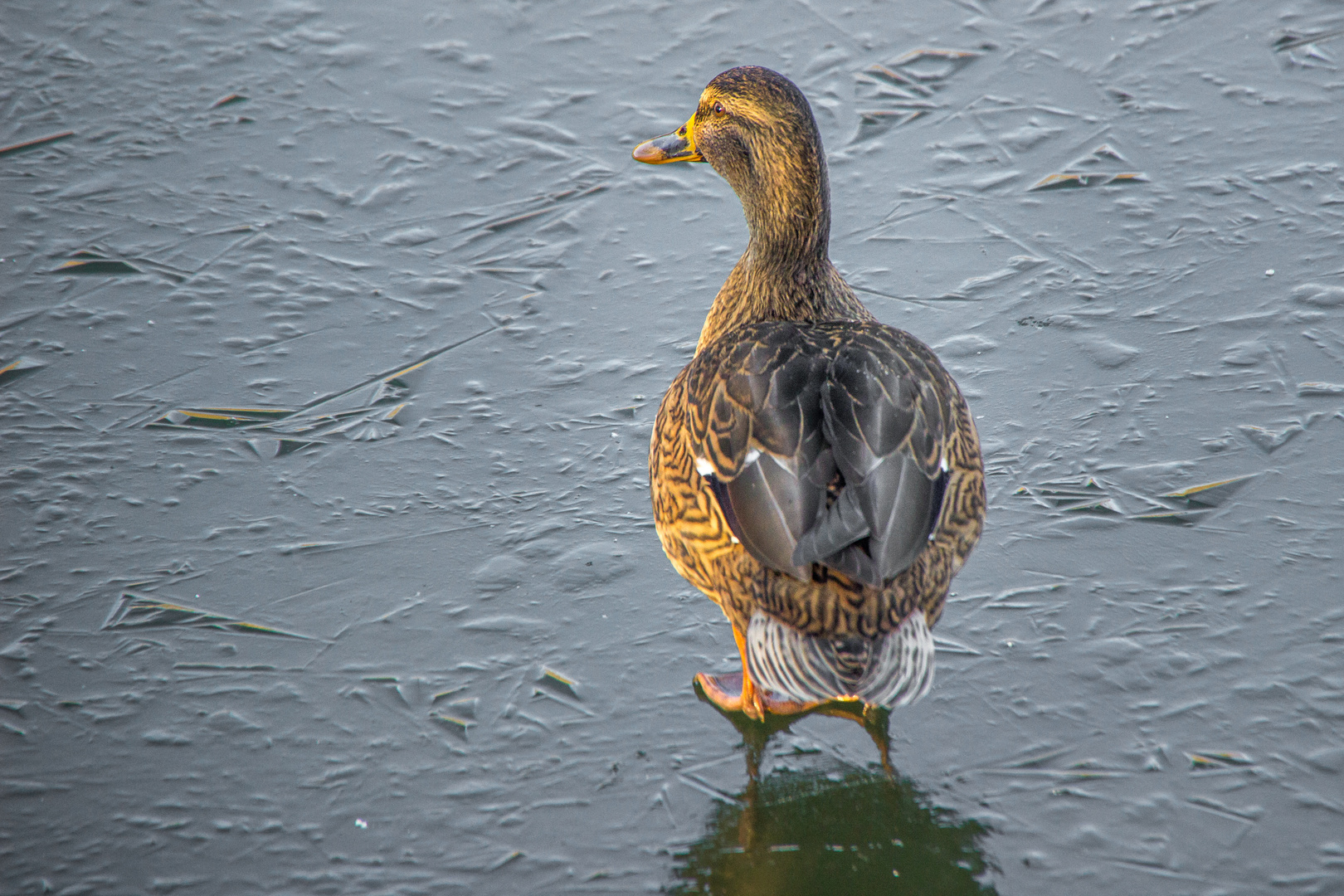 Ente auf dem zugefrorenen Weiher