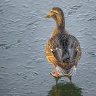 Ente auf dem zugefrorenen Weiher