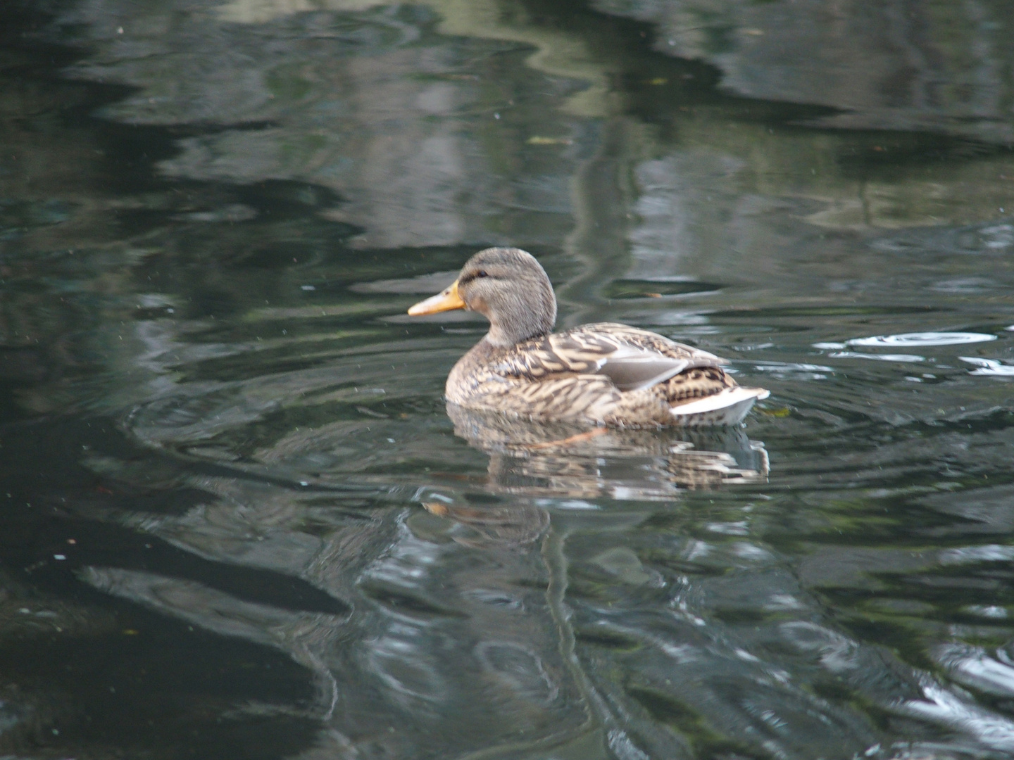 Ente auf den Kuhlen