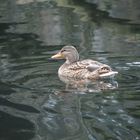 Ente auf den Kuhlen