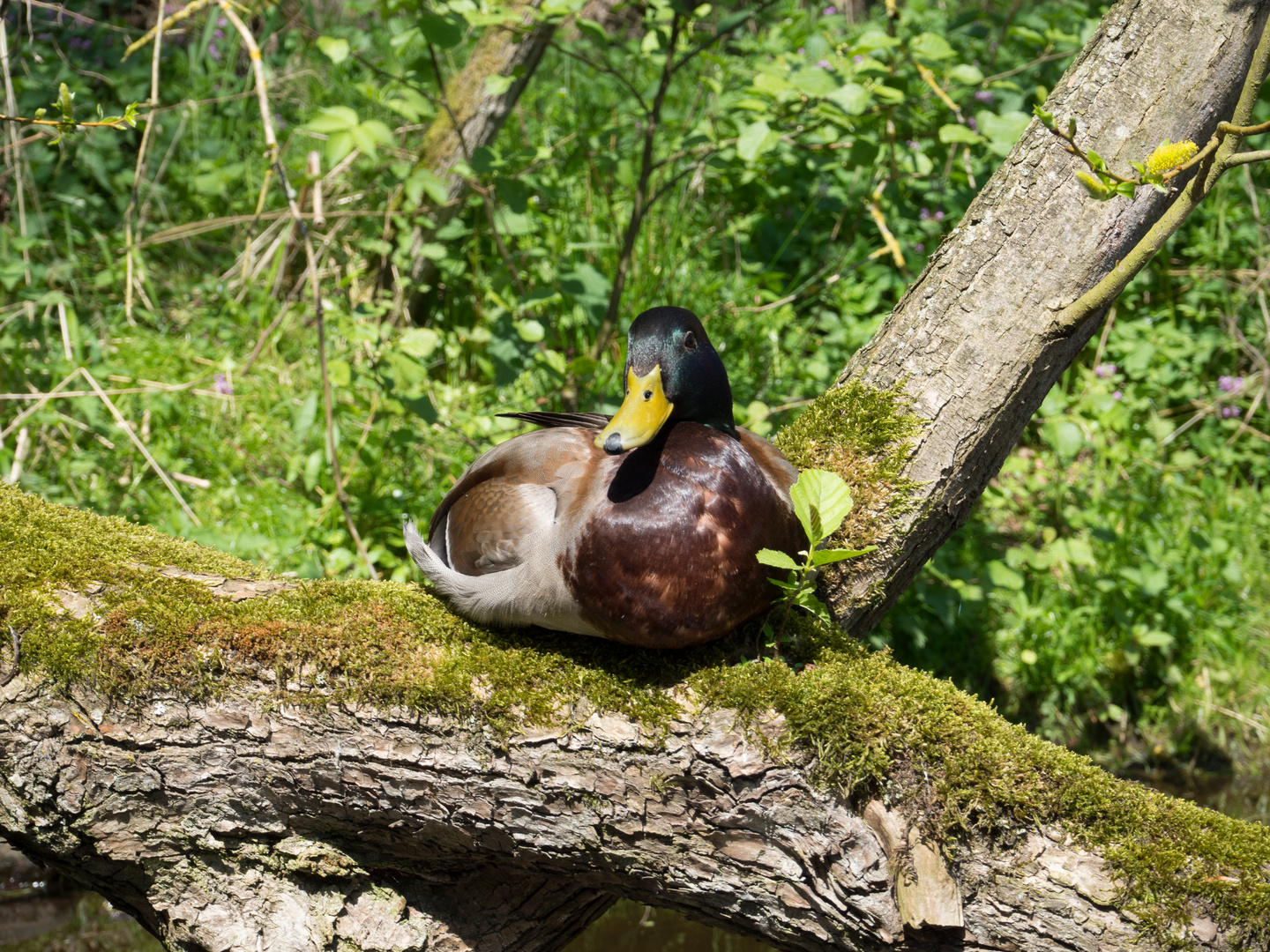 Ente auf der Alster hält Siesta