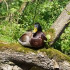 Ente auf der Alster hält Siesta