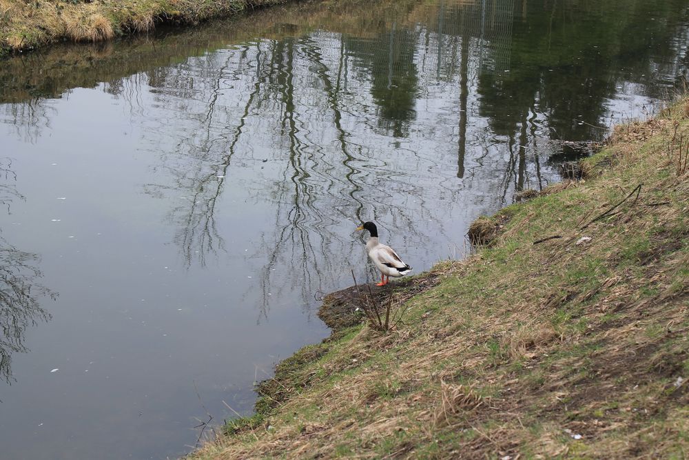 Ente auf der Böschung