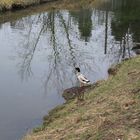 Ente auf der Böschung