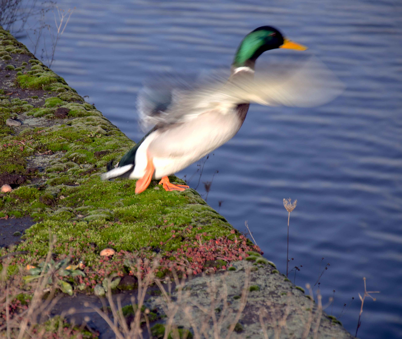 Ente auf der Flucht