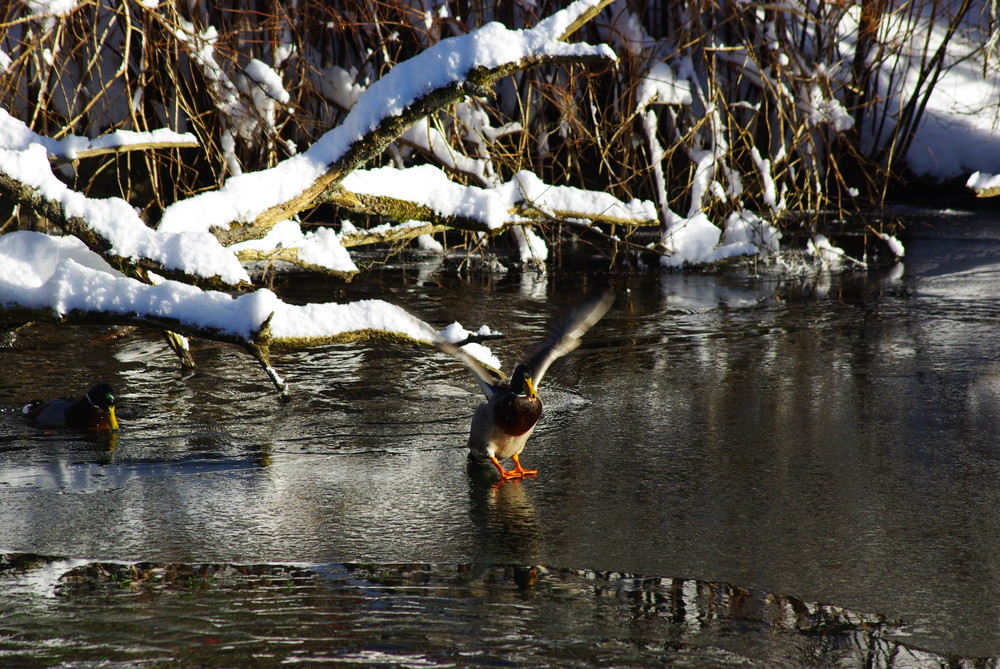 Ente auf der Flucht