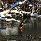 Ente auf der Flucht