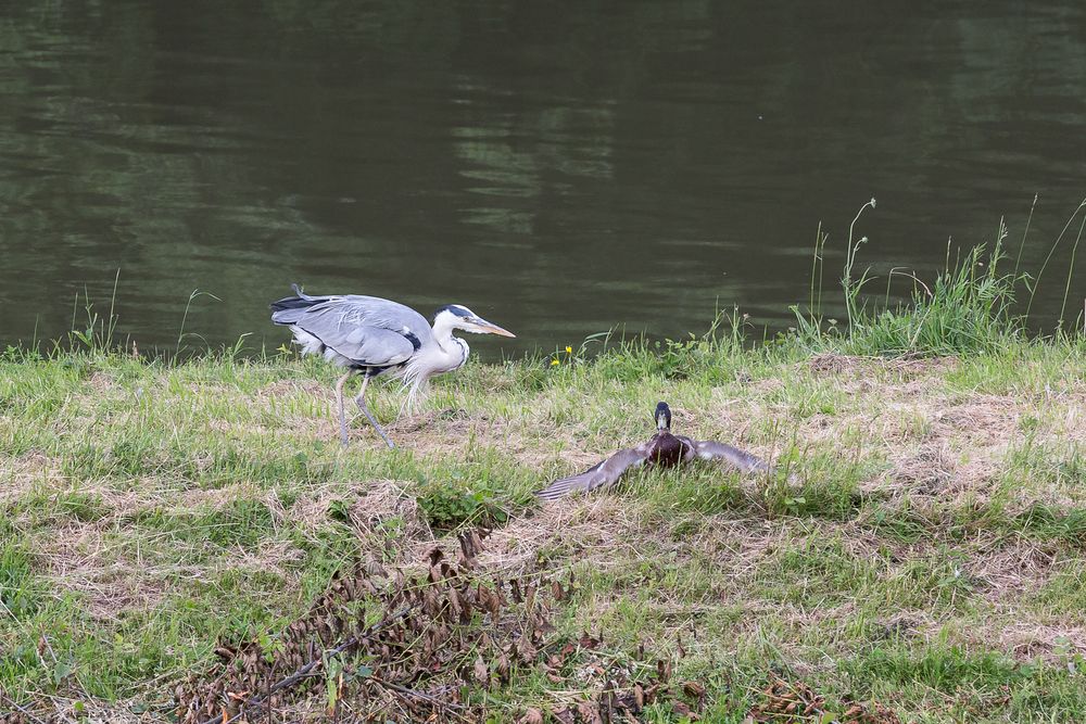 Ente auf der Flucht