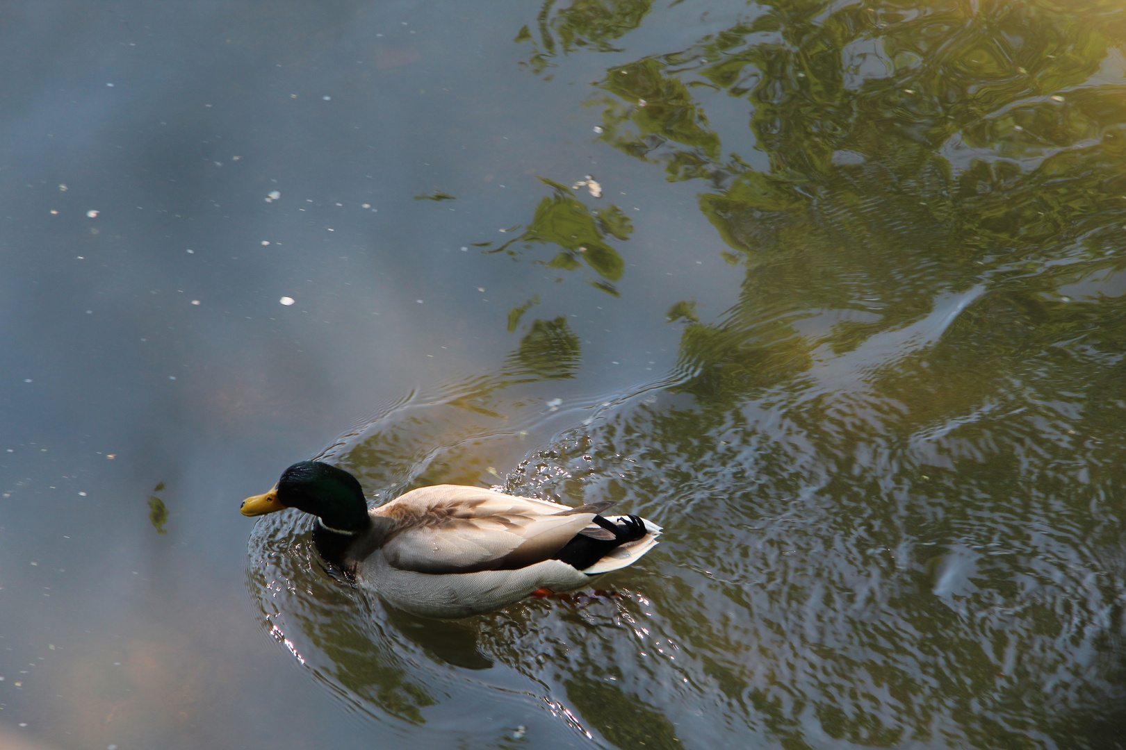 Ente auf der Gera