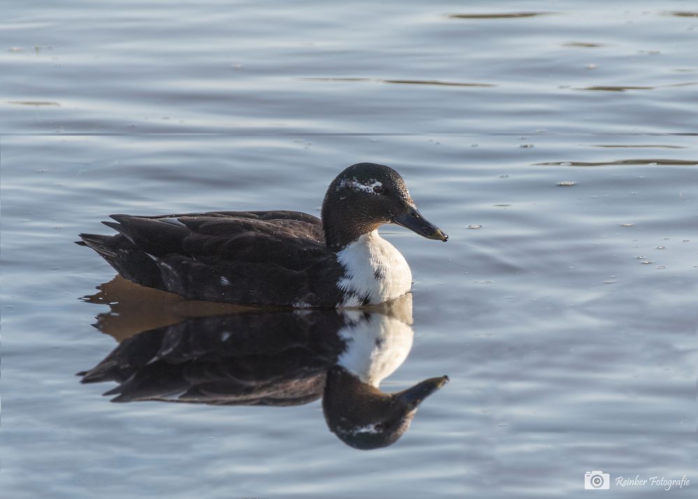 Ente auf der Lippe