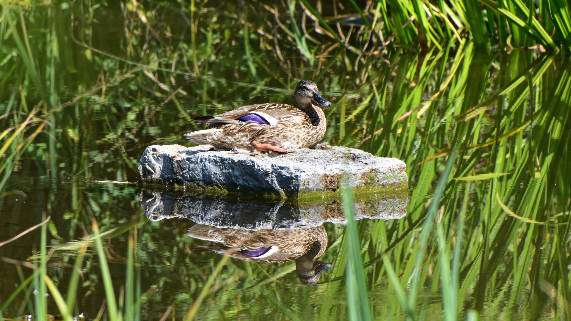 Ente auf der Mainau