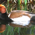 Ente auf der Mainau