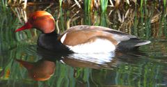 Ente auf der Mainau