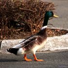 Ente auf der Straße