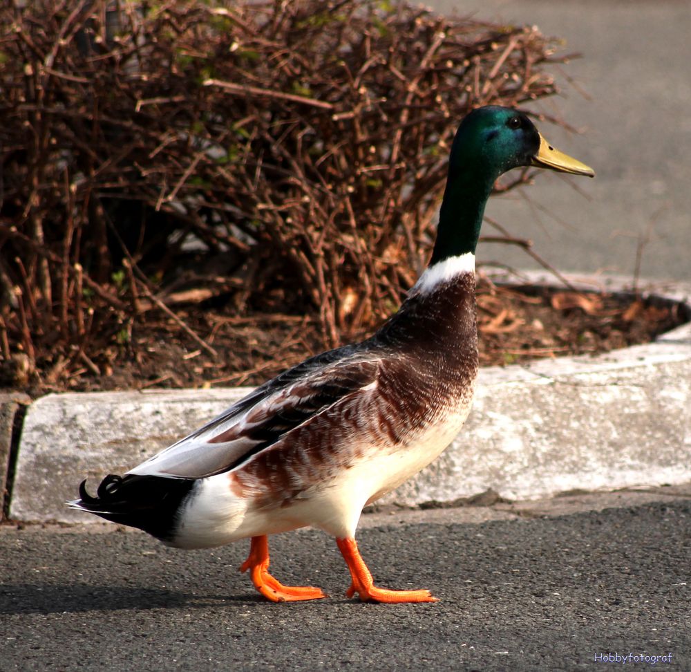 Ente auf der Straße