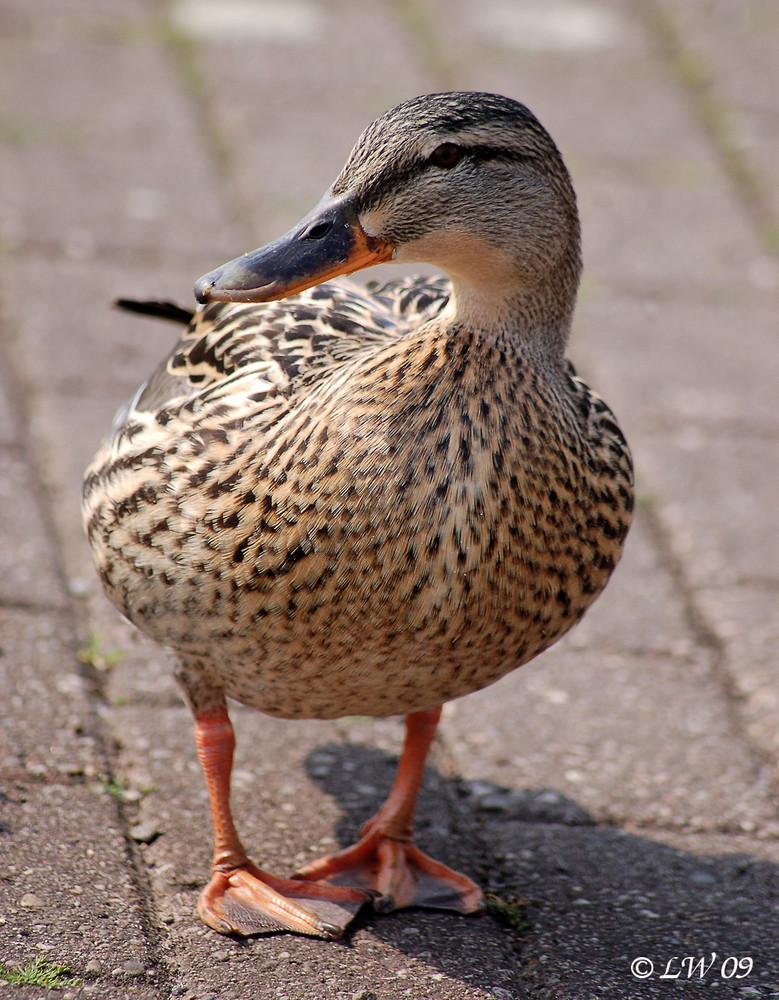 Ente auf der Suche