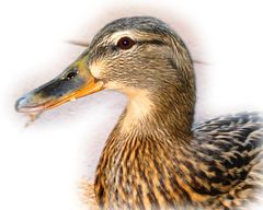 Ente auf der Terrasse.