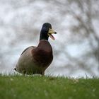 Ente auf der Wiese