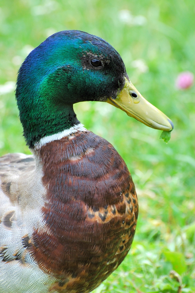 Ente auf der Wiese