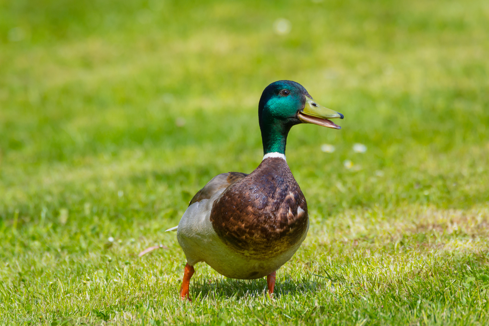 Ente auf der Wiese