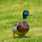 Ente auf der Wiese