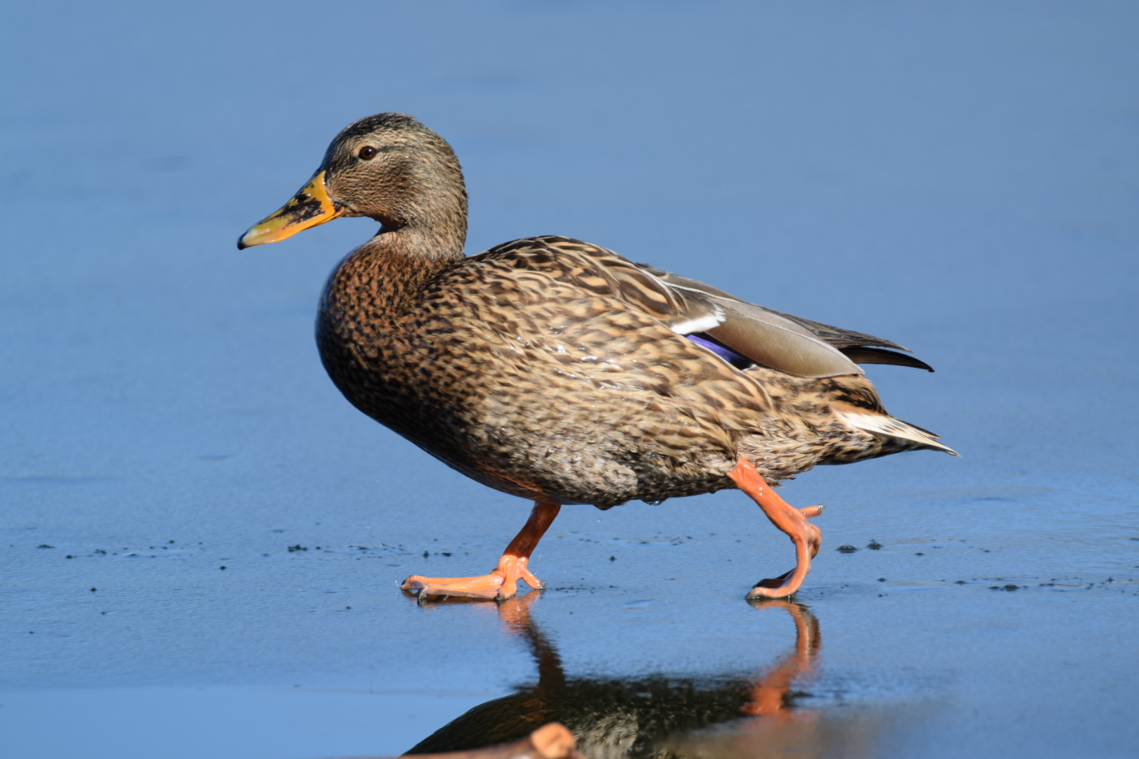 Ente auf dünnen Eis