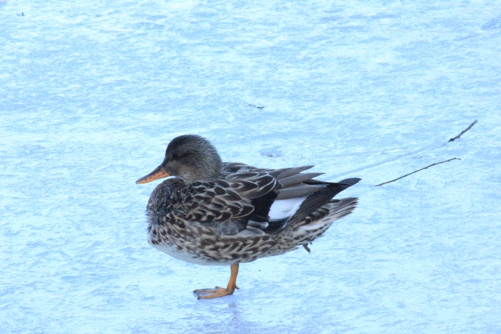 Ente auf einem Bein