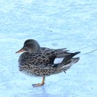 Ente auf einem Bein