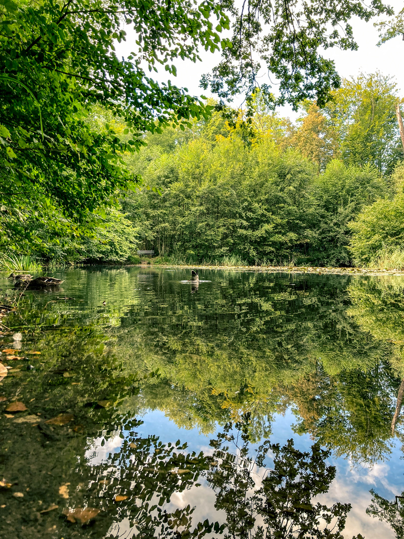Ente auf einem kleinen Teich im Wald. 