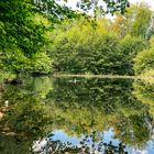 Ente auf einem kleinen Teich im Wald. 