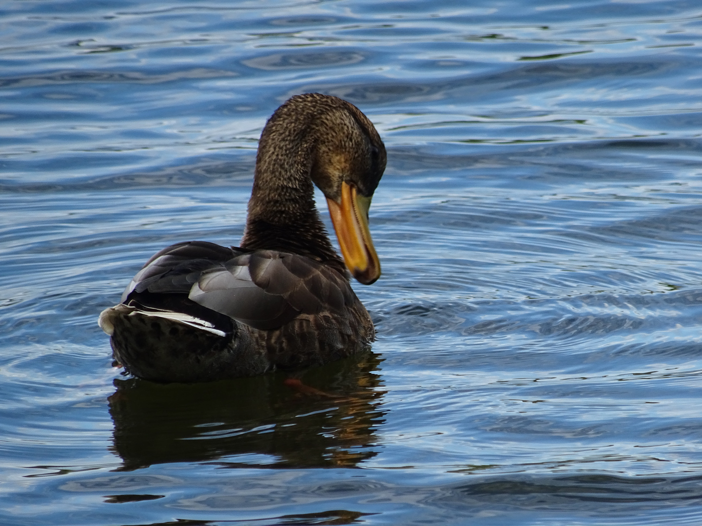 Ente auf einem See