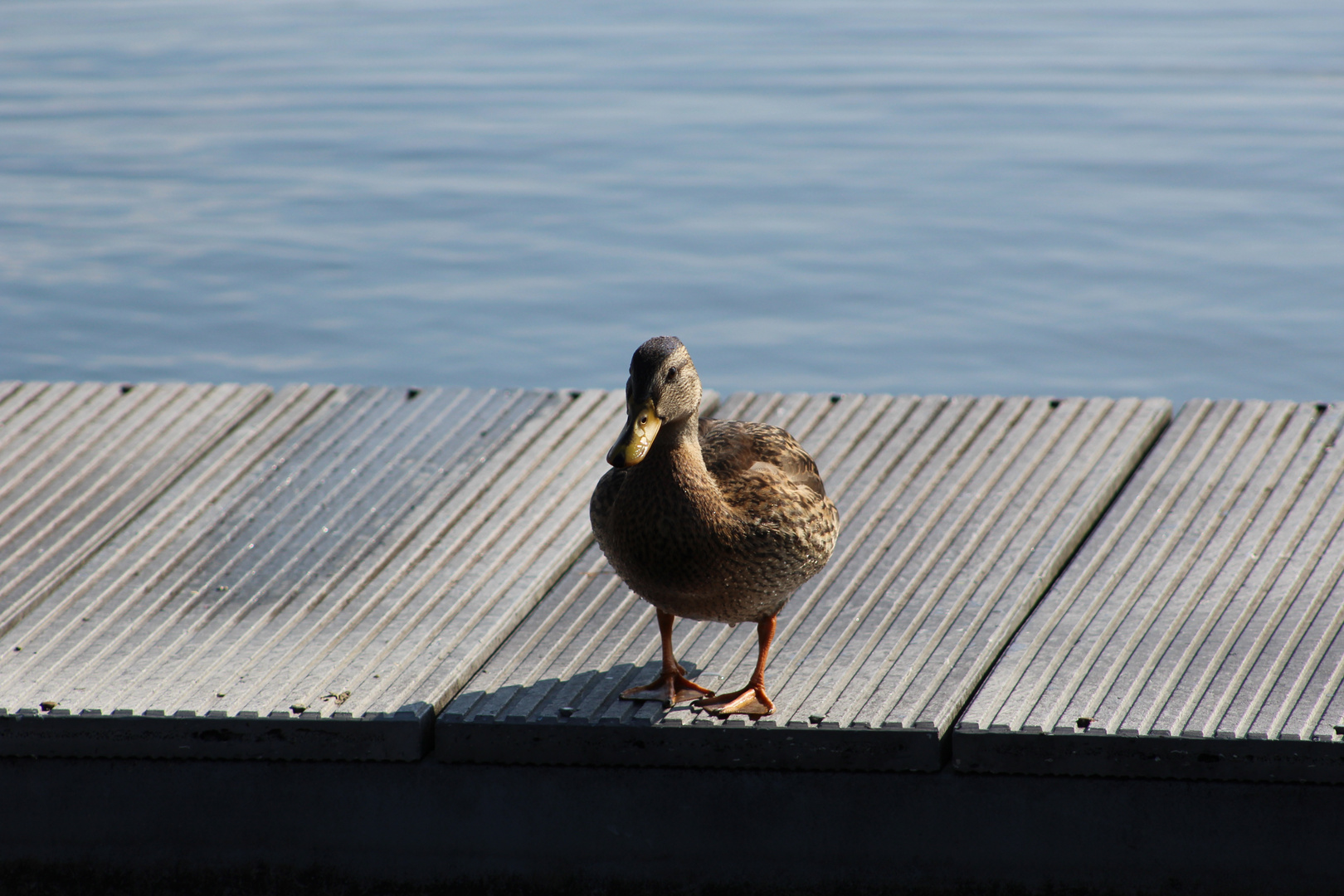 Ente auf einem Steg